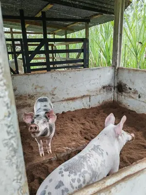 two pigs standing in the dirt in a barn at Gambas Lodge in Fortuna