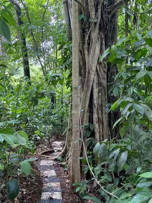 a path in the woods with a tree at Gambas Lodge in Fortuna