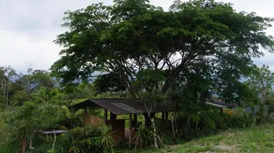 a tree with a small house next to it at Hacienda Monteclaro in Turrialba