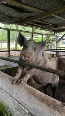 a pig is standing on a ledge at Hacienda Monteclaro in Turrialba