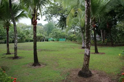 a field with palm trees in a park at Family 2bd apt near Quepos/Manuel Antonio in Quepos