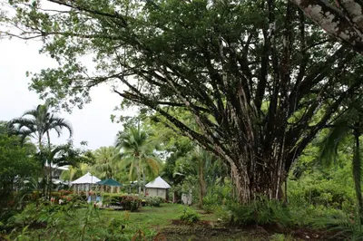a large tree in the middle of a garden at Family 2bd apt near Quepos/Manuel Antonio in Quepos
