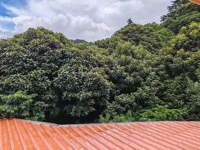 a group of trees behind a red roof at Mi Casa Su Casa Monteverde in Monteverde Costa Rica