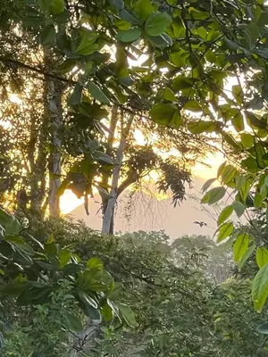 a group of trees with the sun shining through them at La Casa Pina Pacifica near La Fortuna in San Ramón