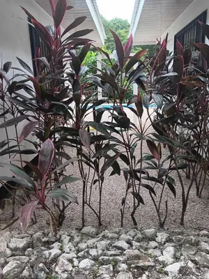 a group of plants in front of a house at Apartamento LAMBERT in Playa Pelada