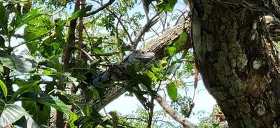 a bird sitting on the branch of a tree at Casa Rural Aroma de Campo in Curubandé