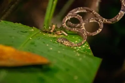 a snake sitting on top of a green leaf at Carey Lodging in Tortuguero