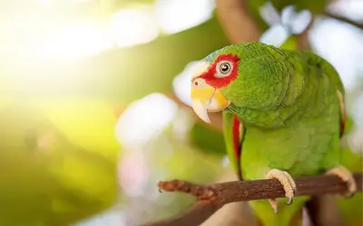 a green parrot sitting on a tree branch at TOP RATED - Stunning Lake Arenal 2 Bed Country House in Tronadora