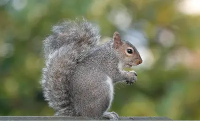 a squirrel sitting on a table eating food at TOP RATED - Stunning Lake Arenal 2 Bed Country House in Tronadora