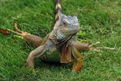 a lizard sitting on the grass in the grass at TOP RATED - Stunning Lake Arenal 2 Bed Country House in Tronadora