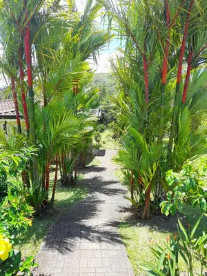 a path through a bunch of palm trees at TOP RATED - Stunning Lake Arenal 2 Bed Country House in Tronadora