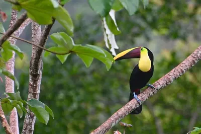 a toucan perched on a branch of a tree at Sharma Costa Rica - Hawk Casita in Uvita
