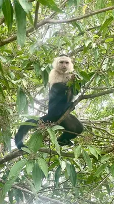 a monkey sitting on top of a tree branch at Sharma Costa Rica - Heliconia Casita in Uvita