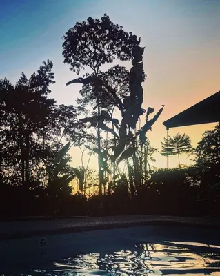 a person jumping into a swimming pool at sunset at Sharma Costa Rica - Heliconia Casita in Uvita
