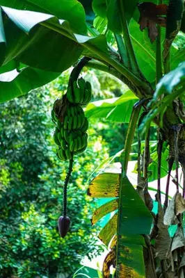 a bunch of bananas hanging from a banana tree at Tropical Quiet Retreat in Venecia