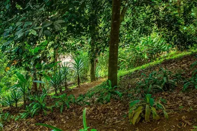 a dirt trail in the middle of a forest at Tropical Quiet Retreat in Venecia