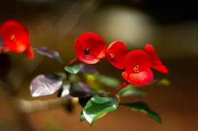 a group of red flowers on a plant at Tropical Quiet Retreat in Venecia