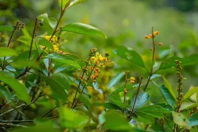 a plant with yellow flowers and green leaves at Jungle Cabin w Pool & Nature Trails in Venecia