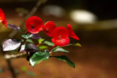 a group of red flowers on a tree branch at Jungle Cabin w Pool & Nature Trails in Venecia