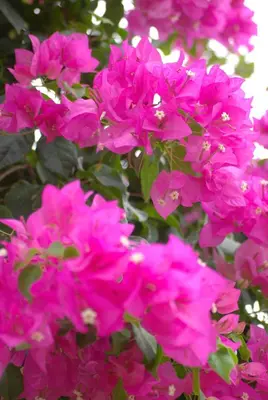 a group of pink flowers are shown at Hotel M&M Beach House in Coco