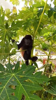 a monkey sitting on top of a leafy tree at Very cozy beautifully designed loft apartment in Coco