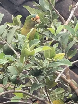 a green bird is sitting in a tree at Very cozy beautifully designed loft apartment in Coco