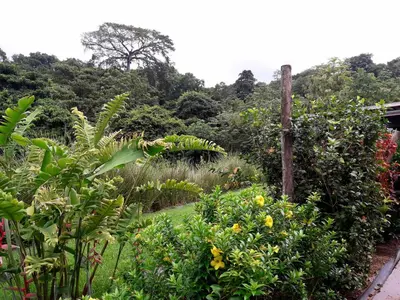 a garden with plants and trees in the background at Eden Tica Lodge in Uvita