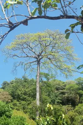 a tree in the middle of the forest at Eden Tica Lodge in Uvita