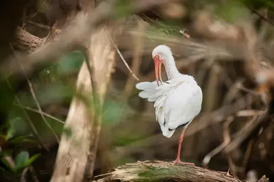 a white bird standing on top of a tree branch at El Faro Containers Beach Hotel in Manuel Antonio