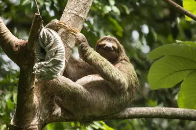 a sloth hanging from a tree at El Faro Containers Beach Hotel in Manuel Antonio