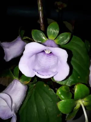 a close up of a purple and white flower at Hotel La Uvita in Puerto Limón