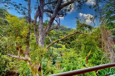 a tree in the middle of a forest at Aqua Tarrazu in Santa Cruz