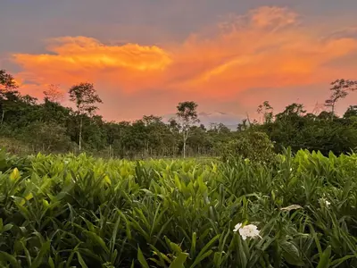 a field of crops with a sunset in the background at Granja Integral Luz Del Corazon in Rincón de la Cruz