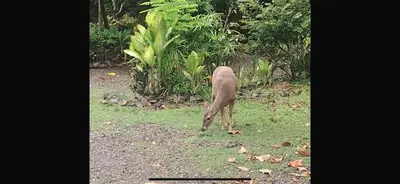 a deer grazing in the grass in a field at Apto Cielo Azul in Manuel Antonio