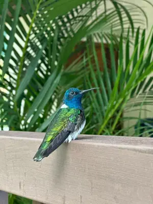a colorful bird sitting on a wooden fence at Villa Ali Río Cuarto in Río Cuarto