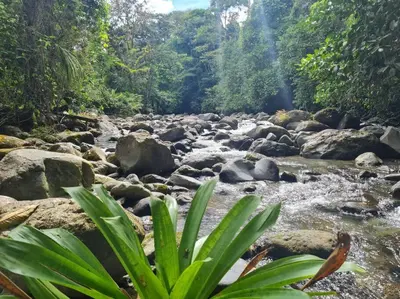a river in a forest with rocks and trees at Villas Töcu - Casa Colibrí in Fortuna