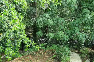 a forest filled with lots of trees and a walkway at Villas Töcu - Casa Colibrí in Fortuna