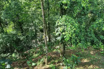 a forest filled with lots of lush green trees at Villas Töcu - Casa Colibrí in Fortuna