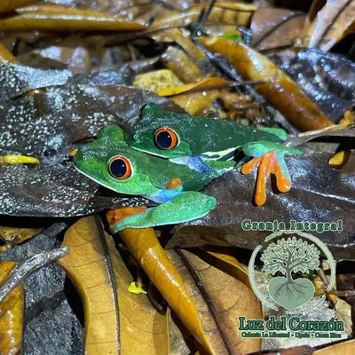 a green frog sitting on top of some leaves at Casona La Vieja, Luz del Corazón in Rincón de la Cruz
