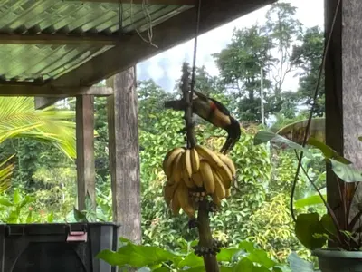 a bunch of bananas hanging from a tree at Casona La Vieja, Luz del Corazón in Rincón de la Cruz