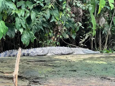 Gallery image of Tortuguero Hill Rooms in Tortuguero