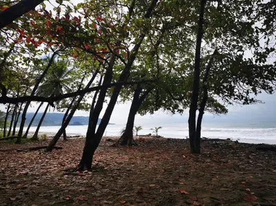 a group of trees on a beach near the ocean at Stunning House! Villa Kalapiti - Blue Zone Costa Rica in Delicias