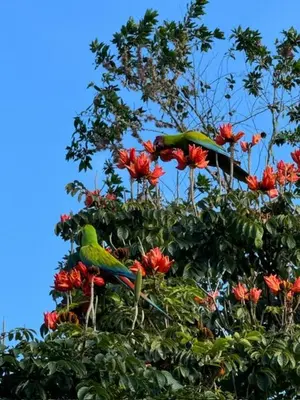 two parrots sitting on top of a tree with flowers at Siquirres Mountain Lodge in Siquirres