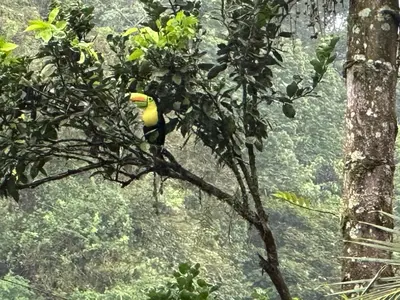 a parrot perched on a tree branch in a forest at Casa Rio Blanco Eco Friendly B&B in Guápiles