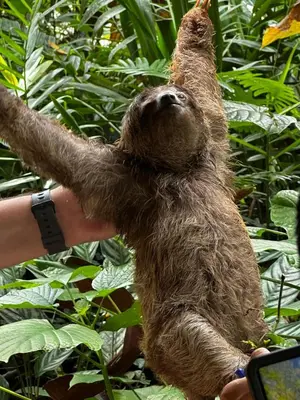 a sloth being held up by a person at Casa Rio Blanco Eco Friendly B&B in Guápiles