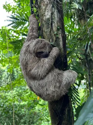 a sloth hanging from the side of a tree at Casa Rio Blanco Eco Friendly B&B in Guápiles