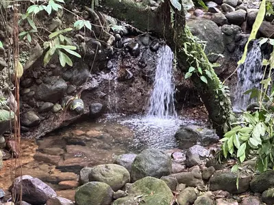 a waterfall in the jungle with rocks and plants at Casa Rio Blanco Eco Friendly B&B in Guápiles