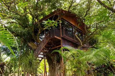 a tree house with a staircase in a tree at Hotel Heliconias Nature Inn & Hot Springs in Fortuna