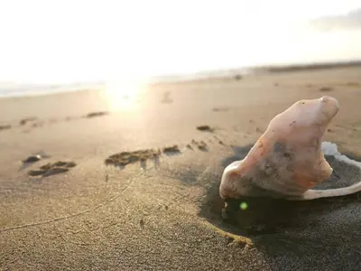 a shell sitting on the sand on a beach at La casa del Artesano !Casa completa frente al mar! in Santa Cruz