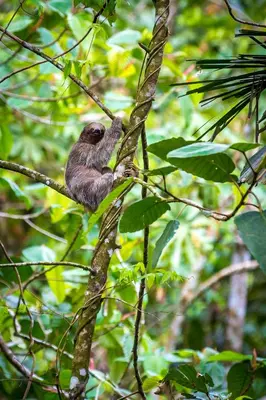 a small bird is sitting on a tree branch at Nayara Springs - Adults Only in Fortuna